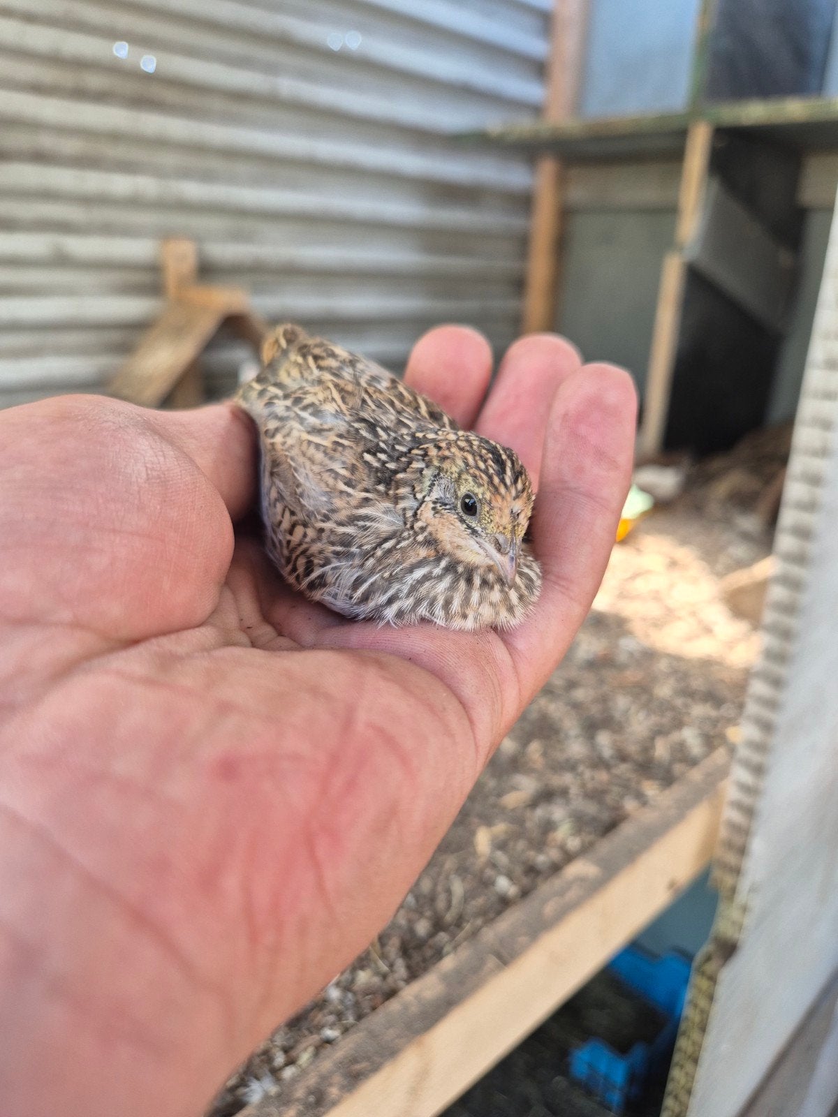 mooie chinese kwartels te koop!, Meerdere dieren, Overige soorten
