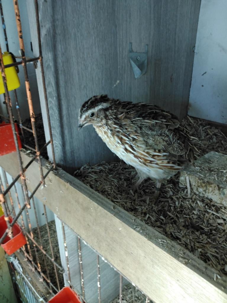 Japanse kwartel, Dieren en Toebehoren, Vogels | Overige Vogels, Mannelijk, Geringd