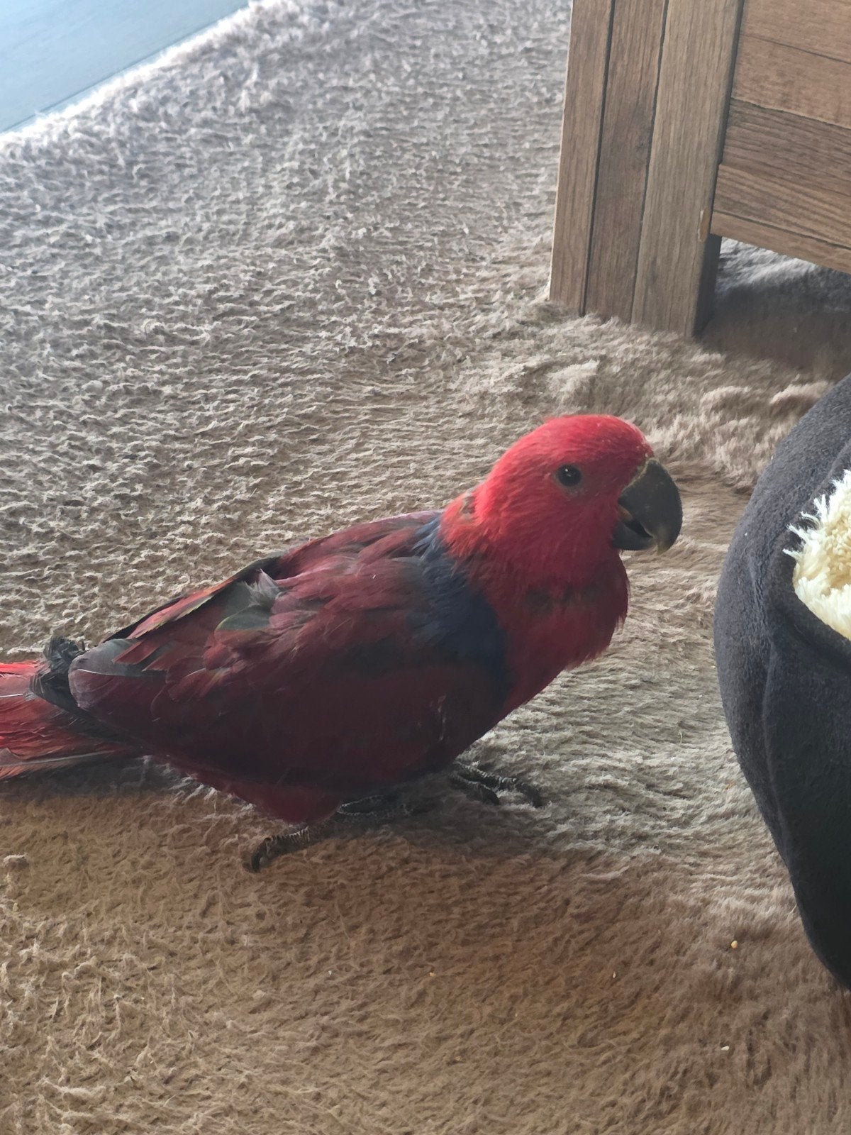 Edelpapegaai, Dieren en Toebehoren, Vogels | Parkieten en Papegaaien, Tam