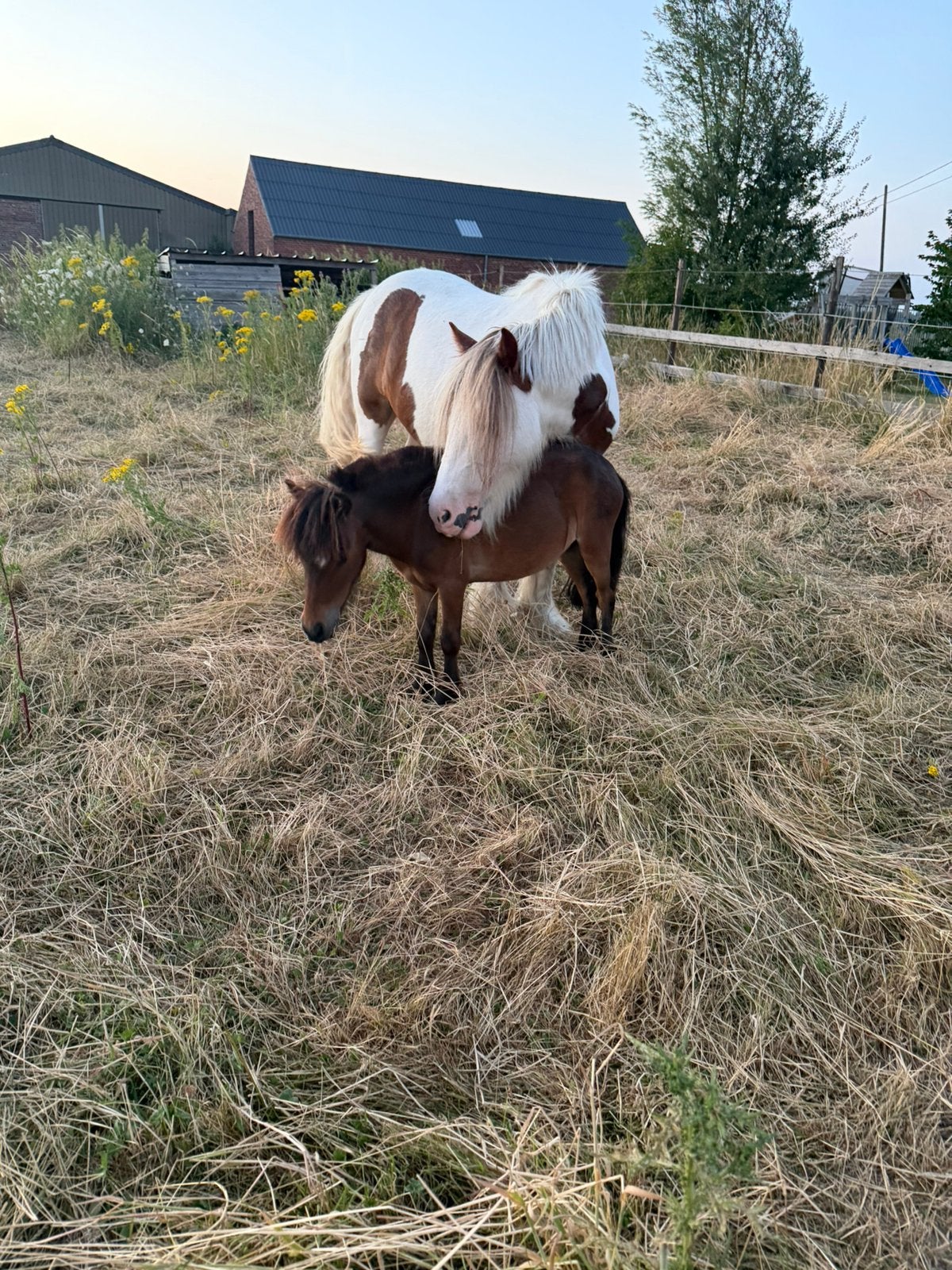 Recherche shetland, Animaux & Accessoires, Enlèvement, Neuf, Autres disciplines