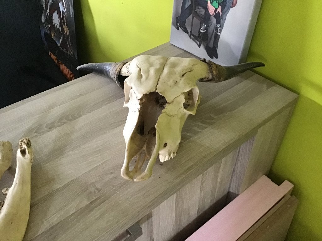 Schedel, Verzamelen, Dierenverzamelingen, Ophalen, Gebruikt, Wild dier, Schedel