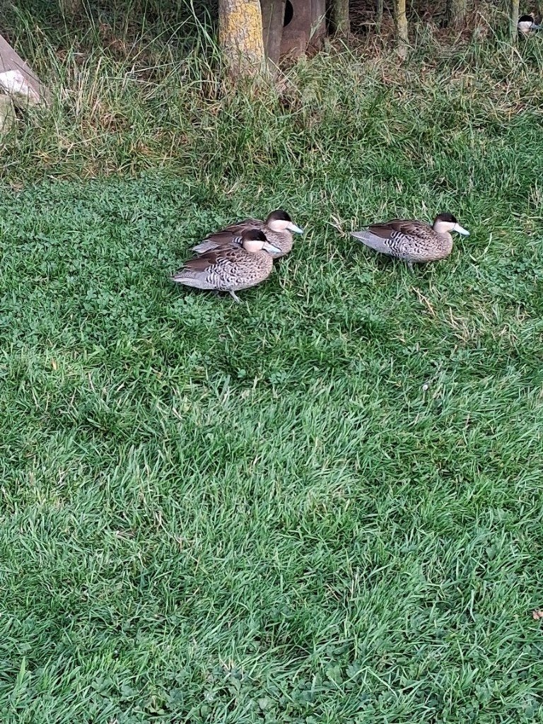 Versicolortaling, Dieren en Toebehoren, Vogels | Parkieten en Papegaaien, Mannelijk, Geringd
