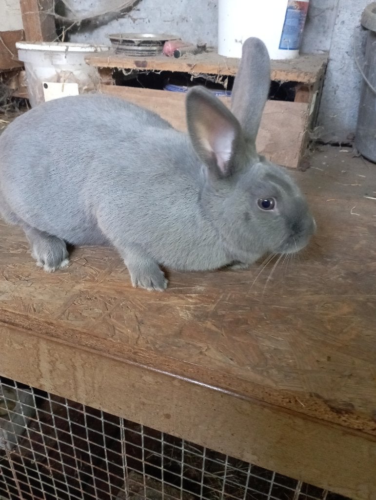 blauw/grijze konijnen, Meerdere dieren, Middelgroot, 0 tot 2 jaar