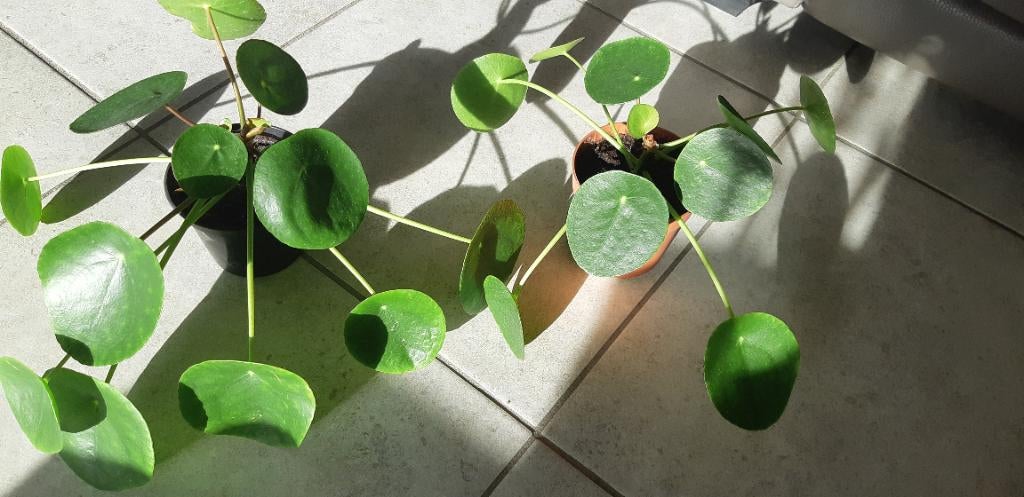 Pannenkoeken planten, Ophalen, Overige soorten, Minder dan 100 cm, Volle zon