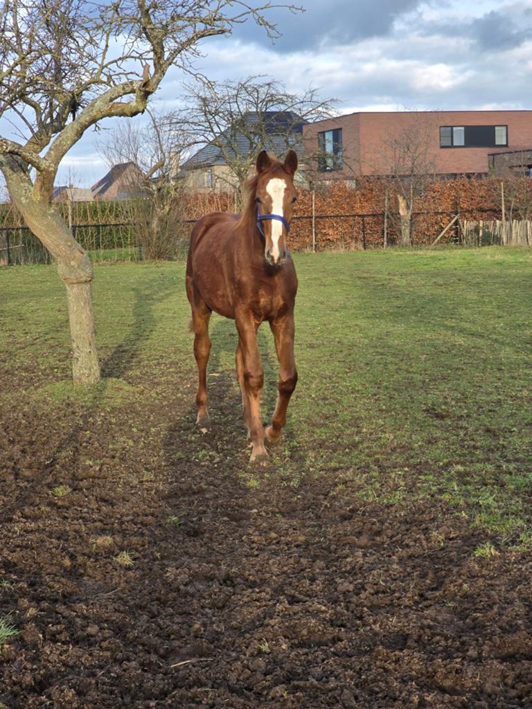 2025 hengste jaarling Graffiti VP (Grisseldi) Quint (Quidam), Dieren en Toebehoren, Paarden, Springpaard, 0 tot 2 jaar, Hengst