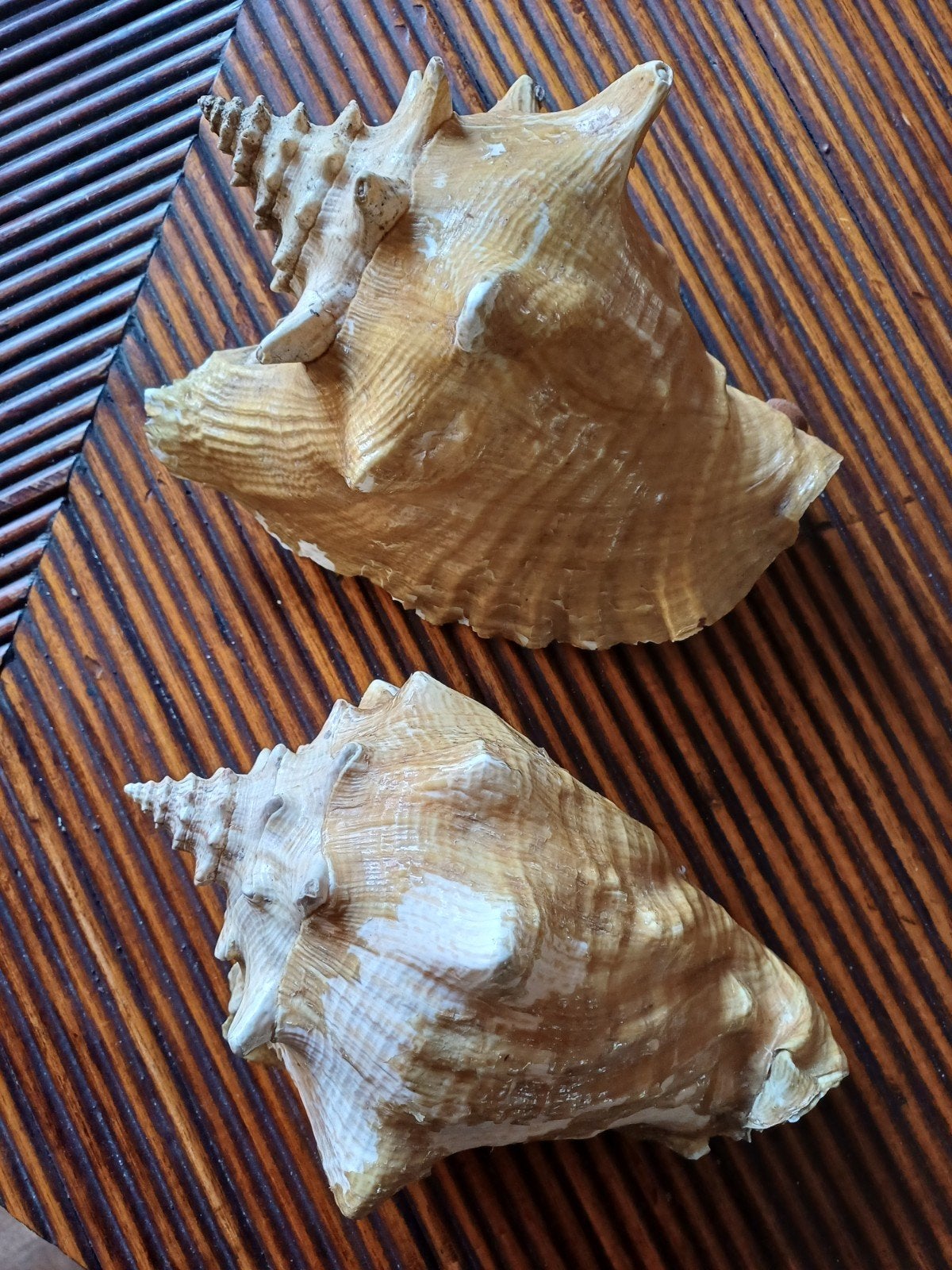 2 grote schelpen, Verzamelen, Ophalen of Verzenden, Schelp(en)