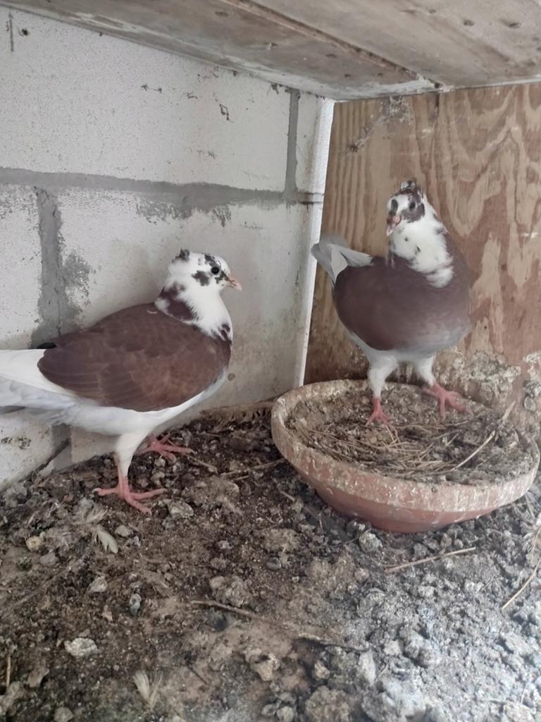 Tuimelaars, Meerdere dieren, Tuimelaar of Roller