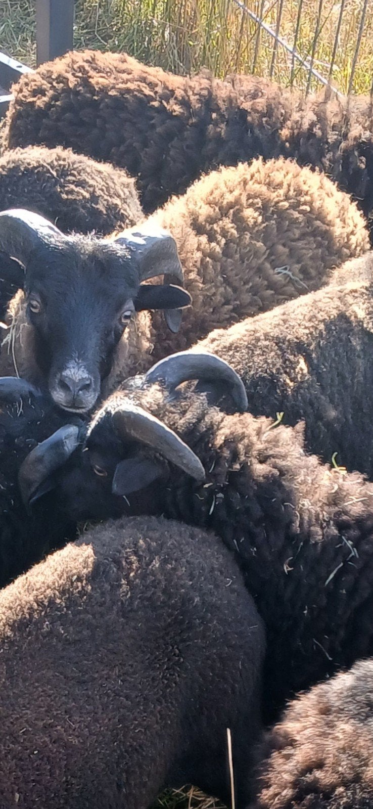 Ouessant rammen 3 a 4 maand 75 per stuk, Dieren en Toebehoren, Schapen, Geiten en Varkens