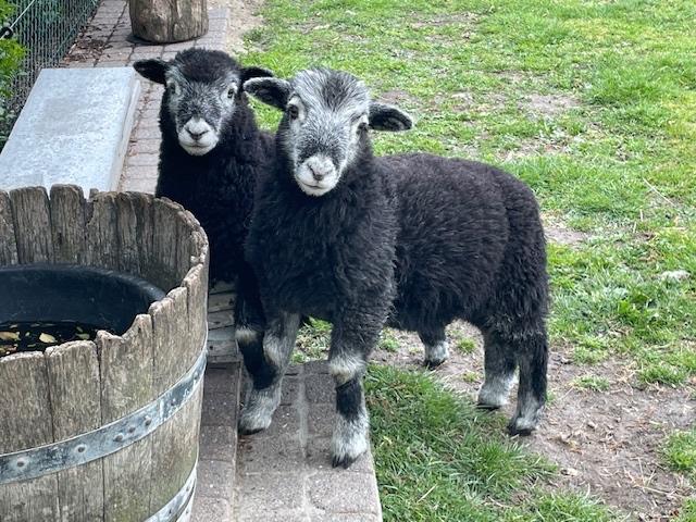 Herdwick schaap - Ram, Animaux & Accessoires, Moutons, Chèvres & Cochons, Mouton, Mâle, 0 à 2 ans