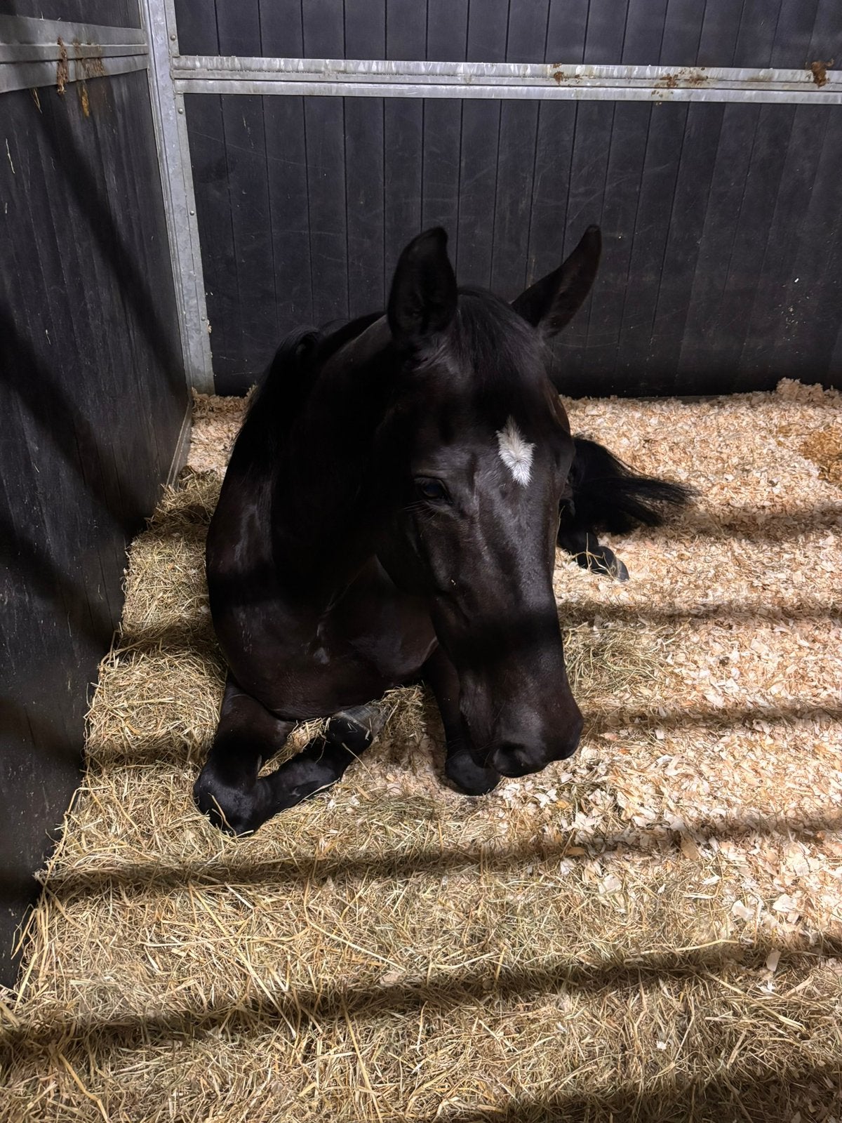 Braven 11jarige merie, Dieren en Toebehoren, Pony's, Met stamboom, M, 11 jaar of ouder, Tuigpony