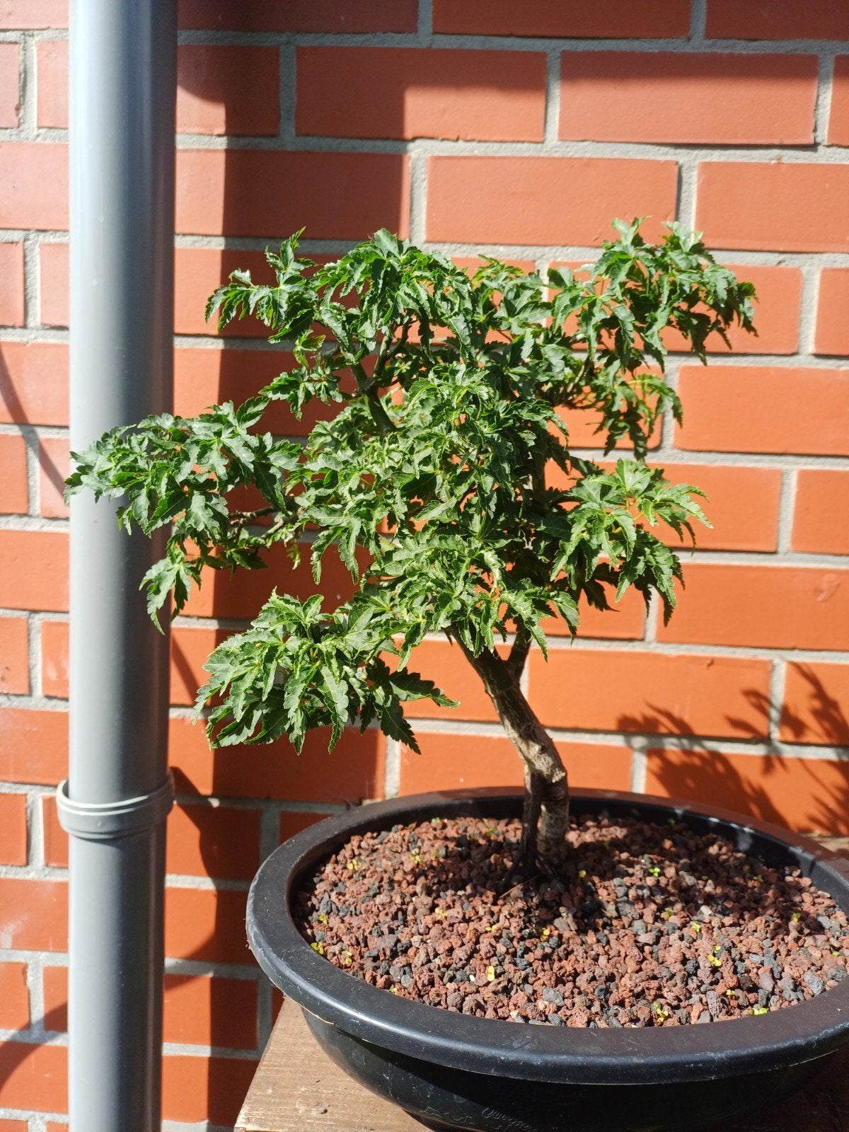 1 acer shishigashira, Jardin & Terrasse, Plantes | Arbres, Enlèvement