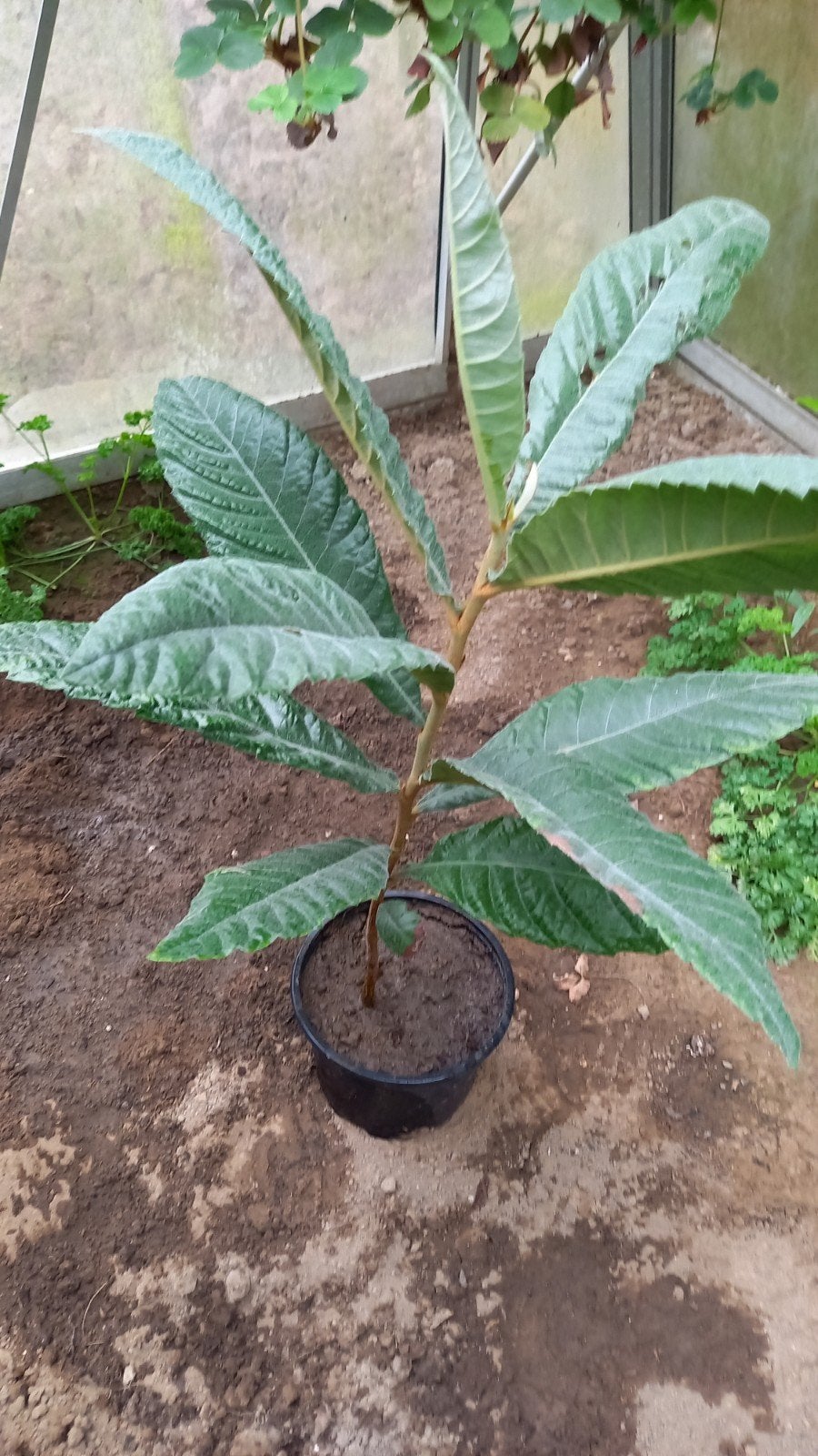 Jonge fruitboompjes , mispels, Minder dan 100 cm, Zomer, Ophalen, Volle zon