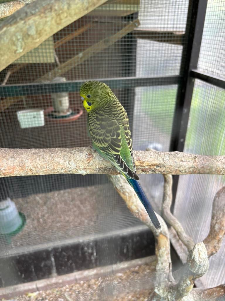 Grasparkietjes/ jongen