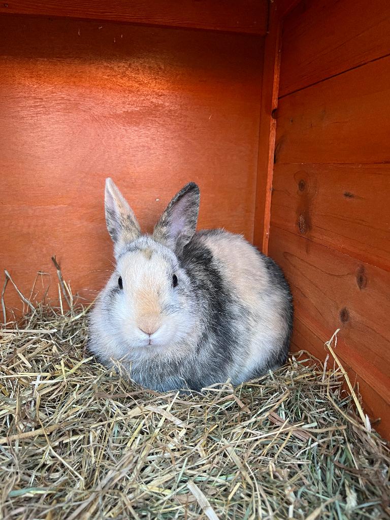 Konijn: gratis, Dieren en Toebehoren, Mannelijk, Middelgroot, 0 tot 2 jaar