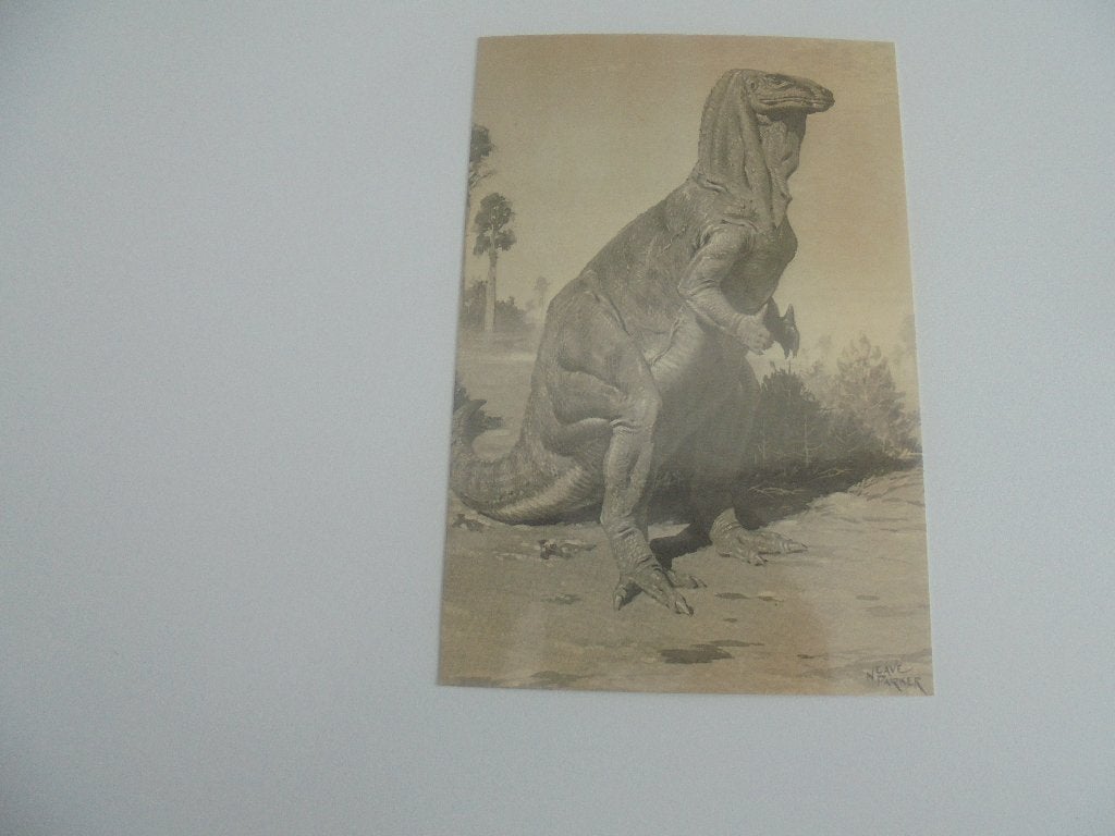dinosaurus-iguaodon-5 meter, Verzamelen, Ophalen of Verzenden, Voor 1920, Ongelopen, Overige soorten