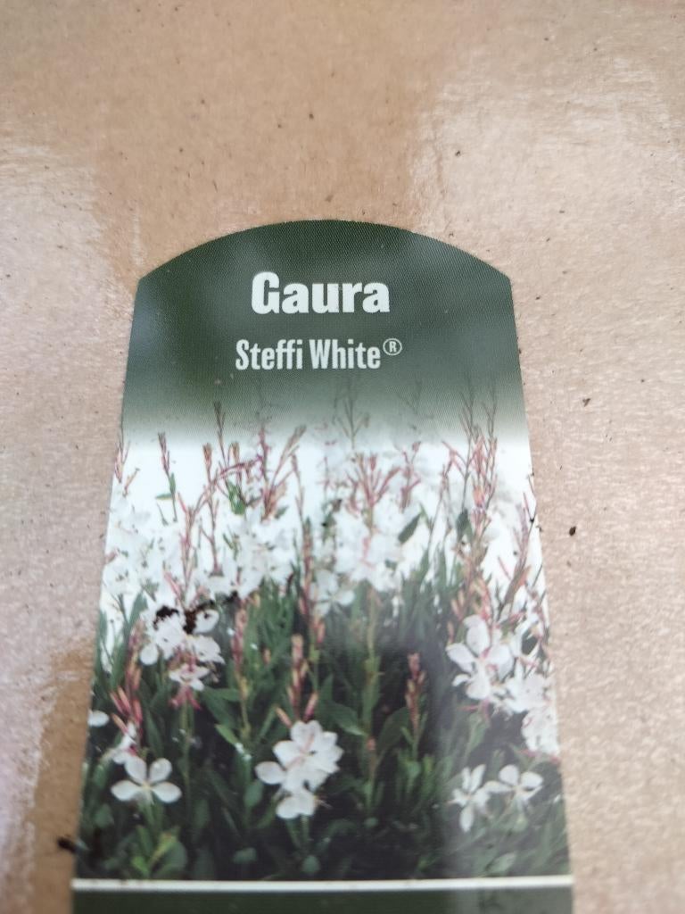 Gaura Lindheimeri Stefie White, Tuin en Terras, Planten | Tuinplanten, Vaste plant, Bodembedekkers, Volle zon, Zomer, Ophalen