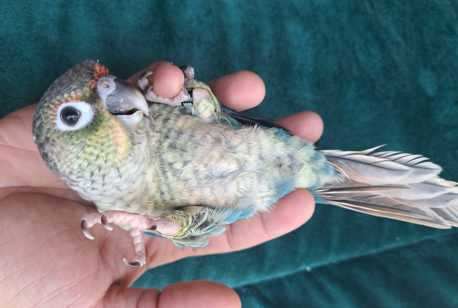 Bébé conures bleues turquoises eam, Animaux & Accessoires