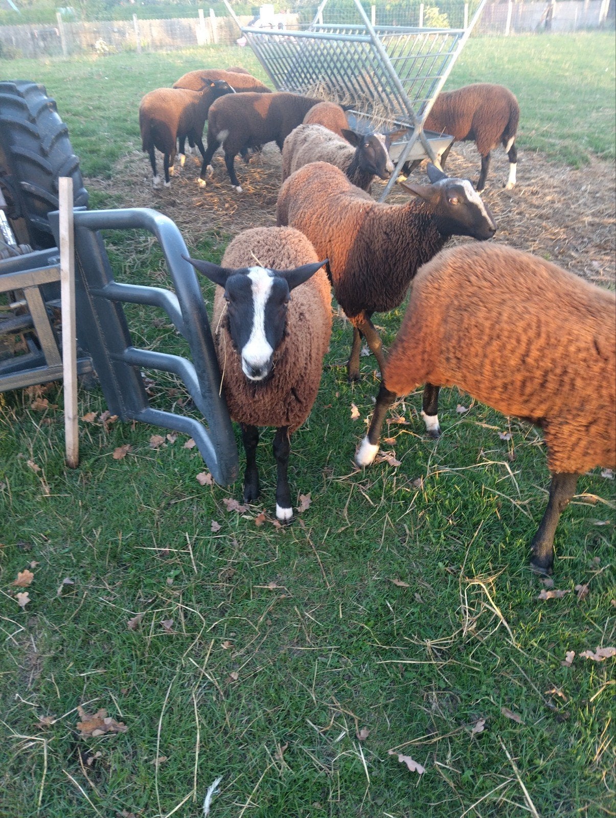 zwartbles ram