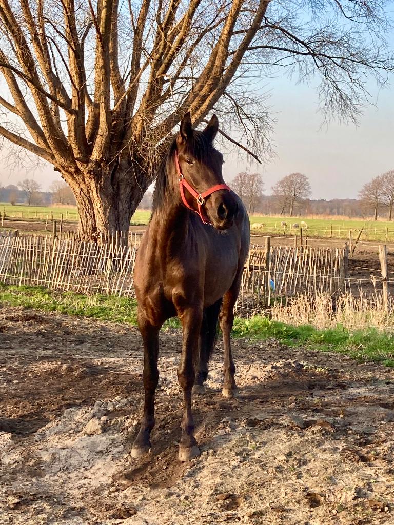Jonge lieve ruin, Dieren en Toebehoren, Minder dan 160 cm, Ruin, Zadelmak, 3 tot 6 jaar