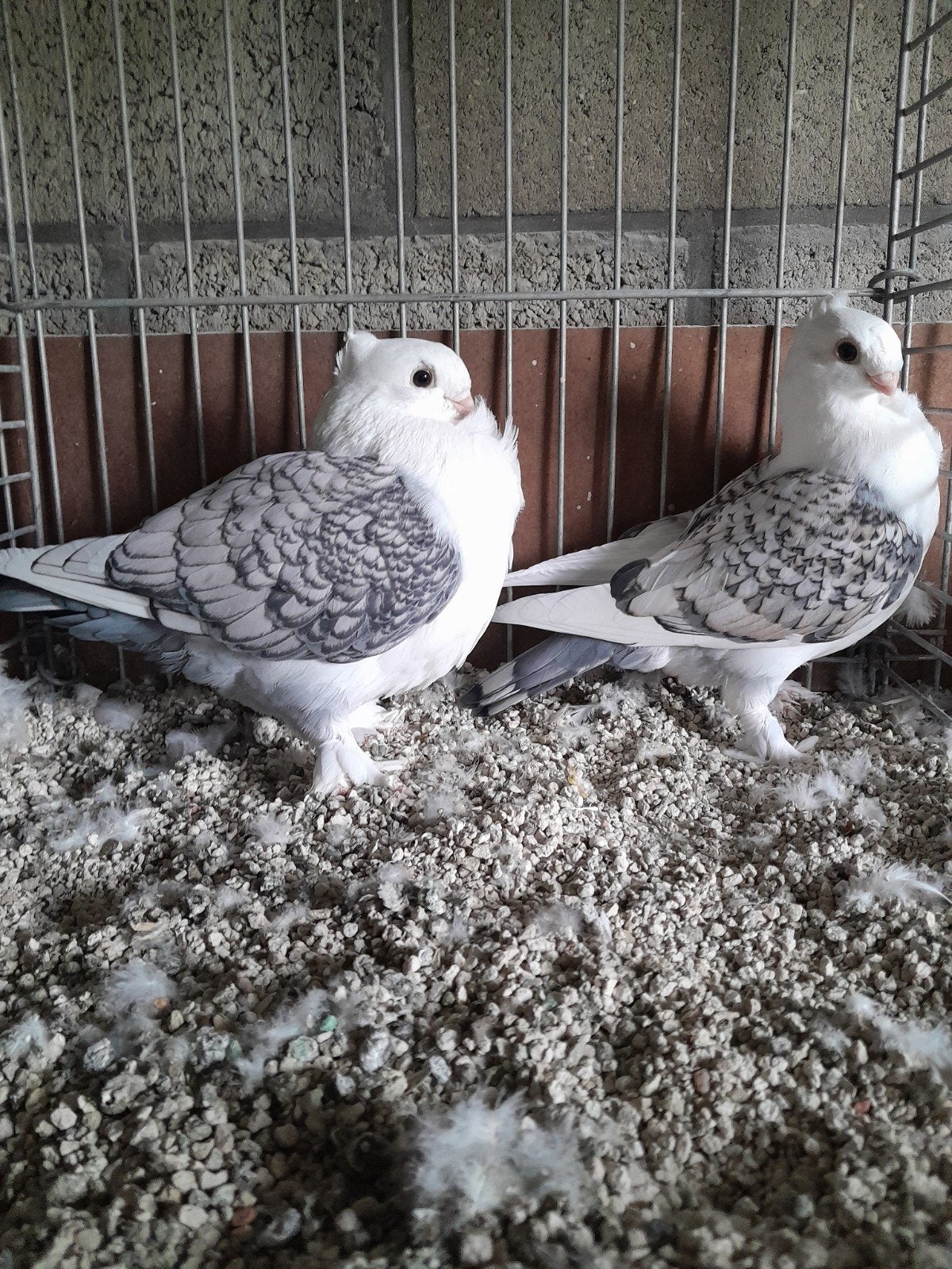 Oud-Oosterse Meeuwen., Dieren en Toebehoren, Vogels | Duiven