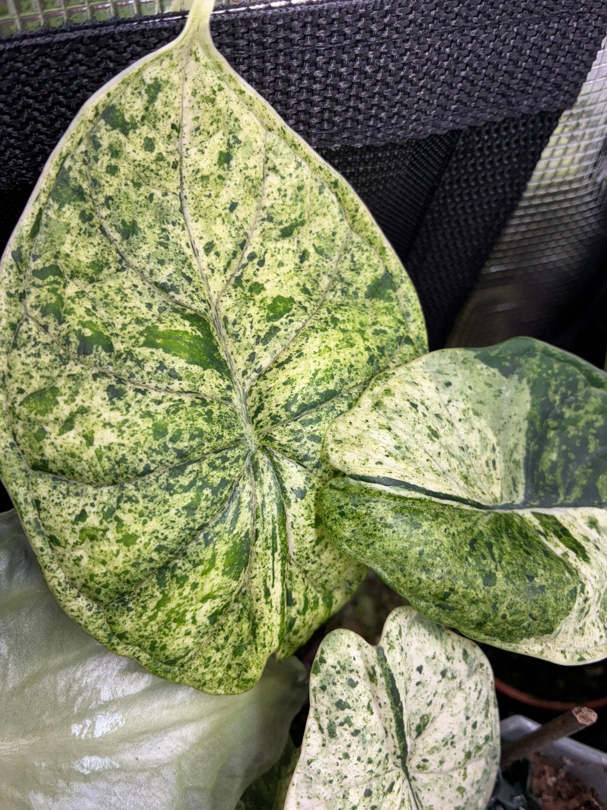 Alocasia Dragon scale mint variegata, Autres espèces, En pot, Enlèvement ou Envoi, Moins de 100 cm
