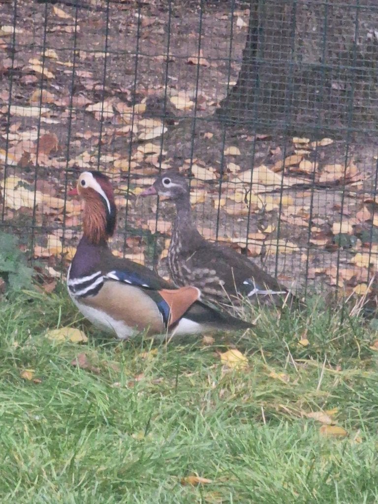 Mandarijn eenden, Dieren en Toebehoren, Eend