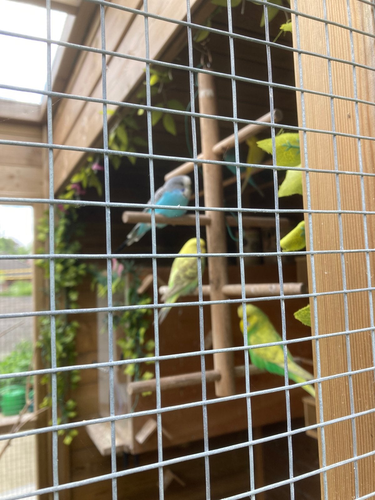 Grasparkieten, Dieren en Toebehoren, Vogels | Parkieten en Papegaaien