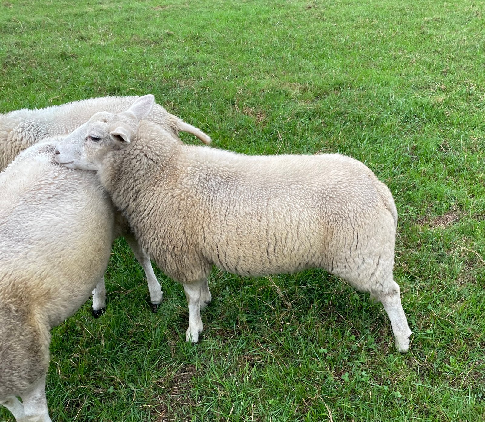 Swifter ram, Mouton