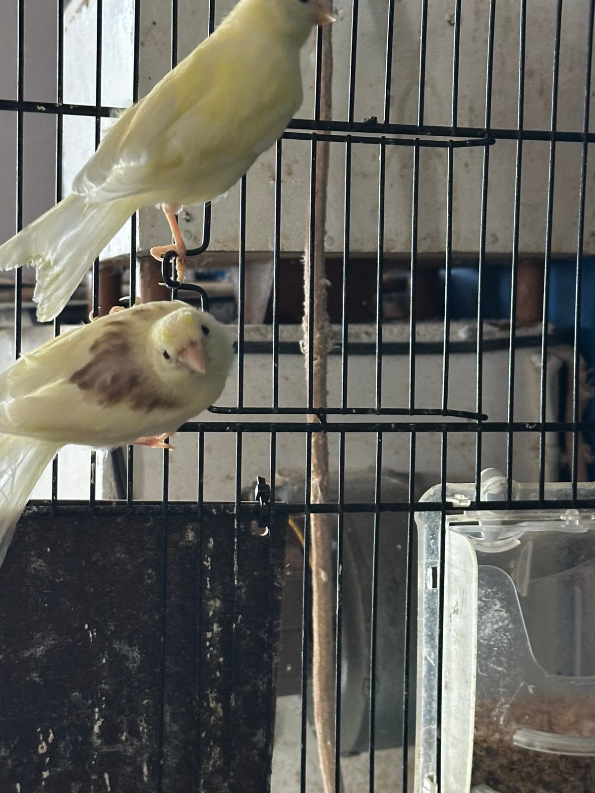 Kanaries, Dieren en Toebehoren