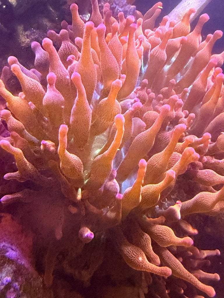 sunburst BTA anemoon, soft koralen en wieren, Dieren en Toebehoren, Augustus, Geslacht onbekend