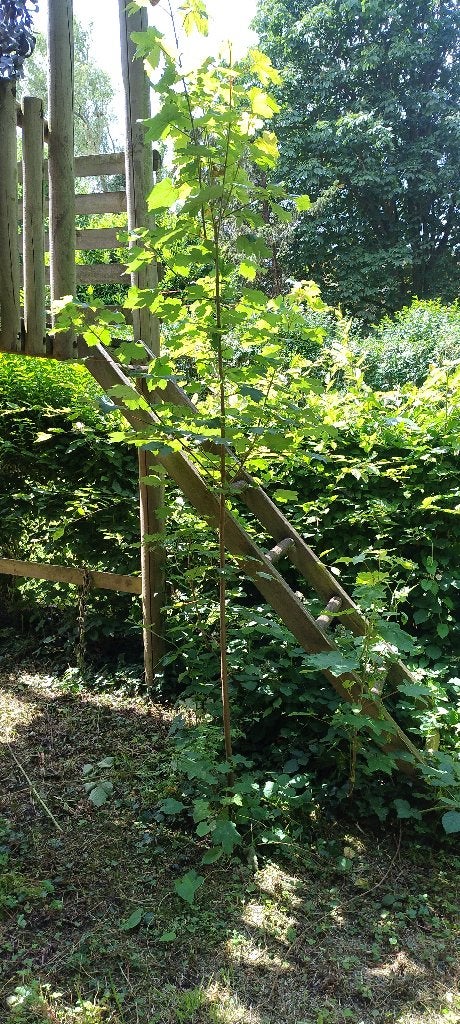 Esdoorn boom, Ophalen, 250 tot 400 cm