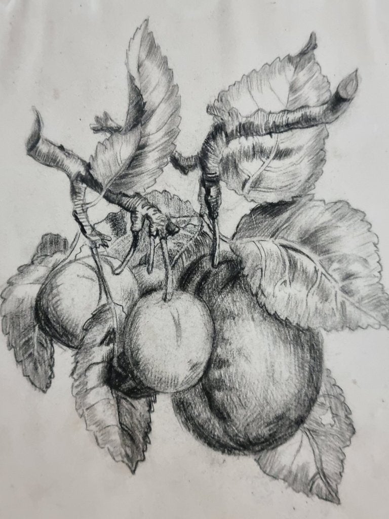 Antieke tekening pruimen aan een tak - tekenstudie 19e eeuw, Ophalen, Tekening, Potloodtekening, Origineel