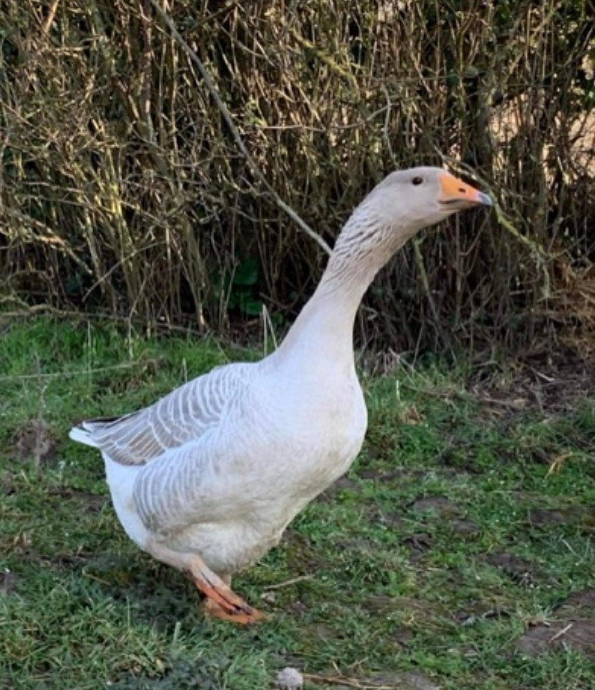 Steinbacher ganzen, Plusieurs animaux, Oie ou Cygne
