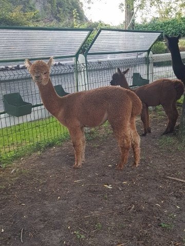 Alpaca hengst, Dieren en Toebehoren, September, Mannelijk