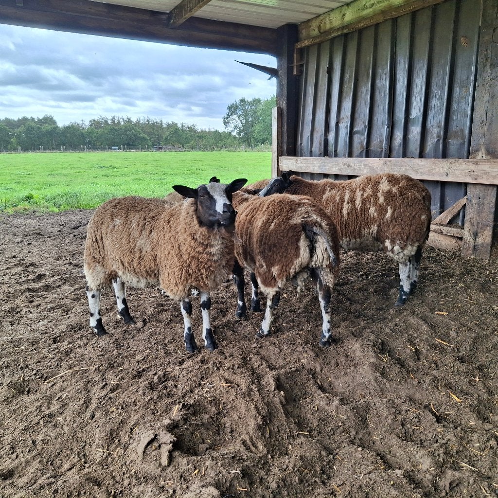 Grote bonte ramlammeren + ooi