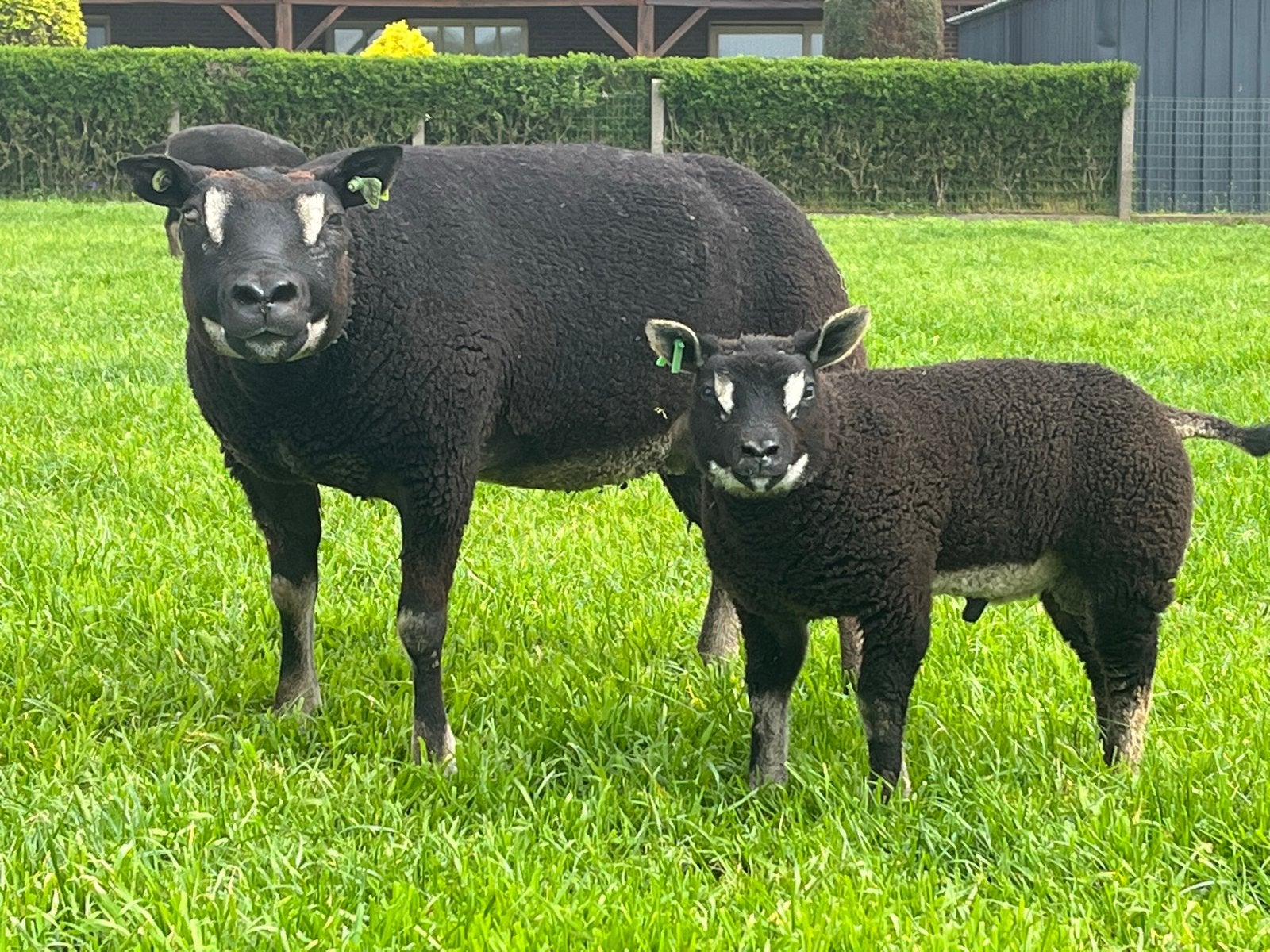 Dassenkop texel, Animaux & Accessoires, Moutons, Chèvres & Cochons