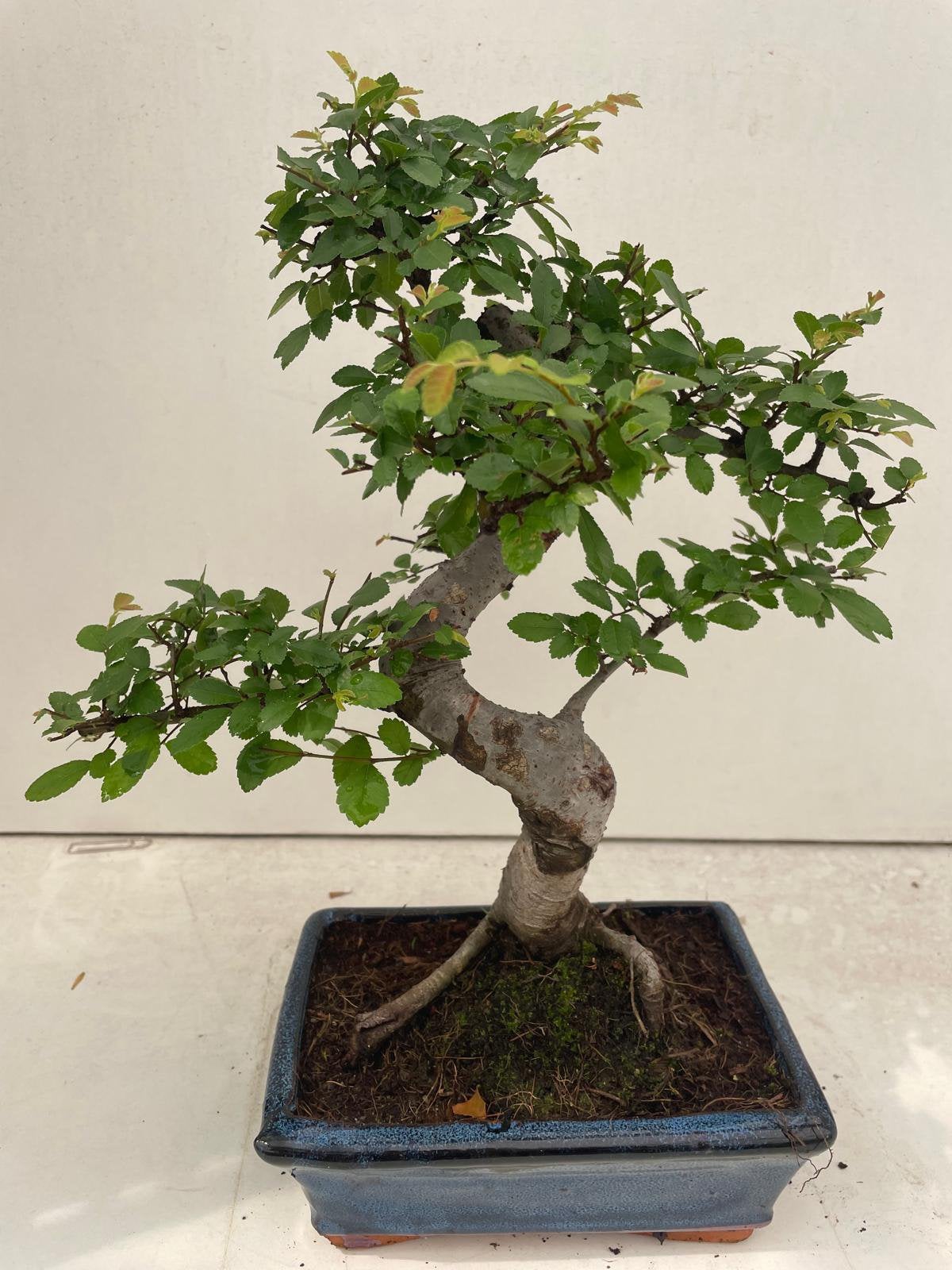 Zelkova Bonsai, Tuin en Terras, Ophalen