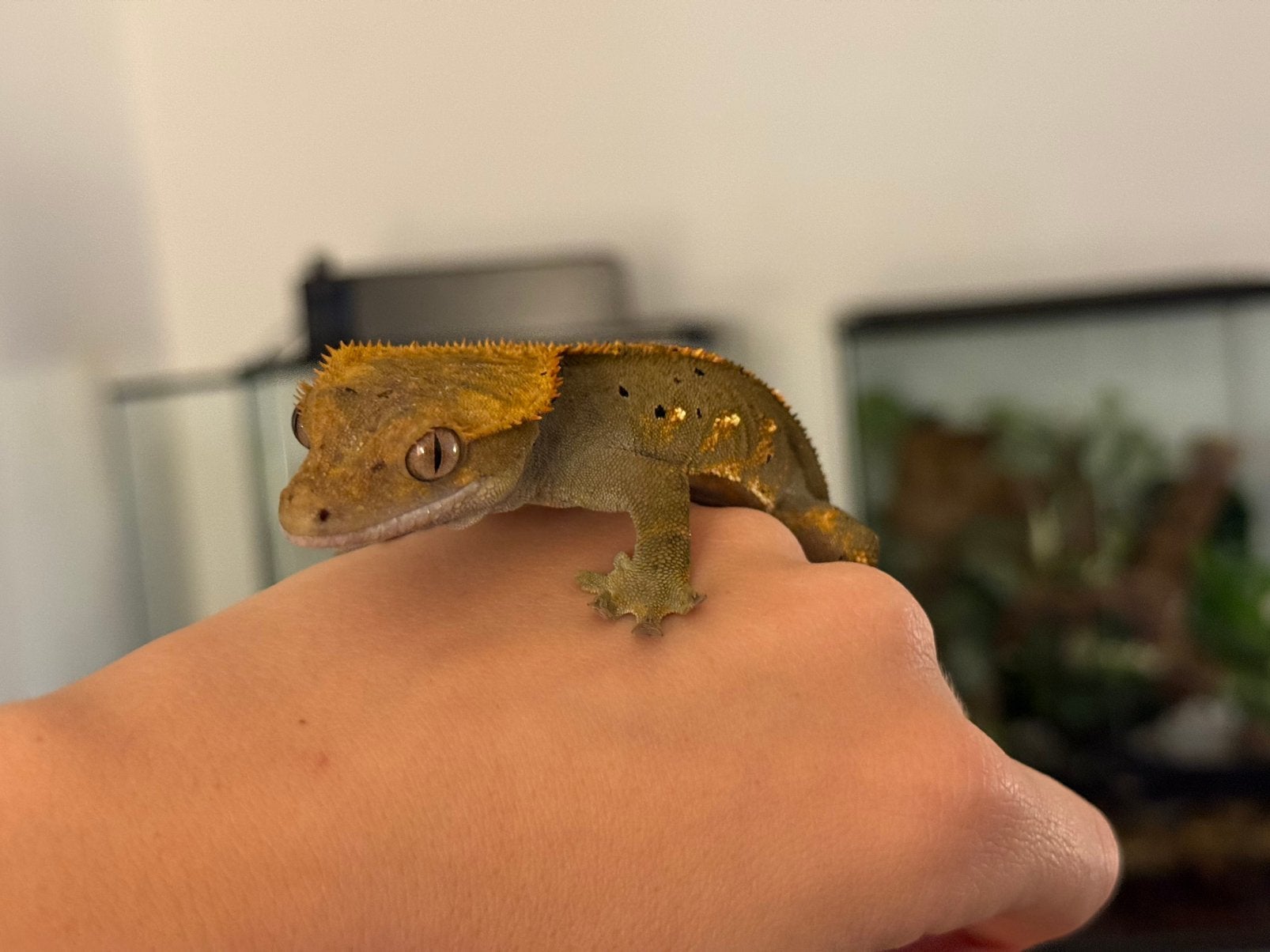 Gecko à cils Harlequin/Flame morph/avec taches, Lézard, Domestique, 0 à 2 ans