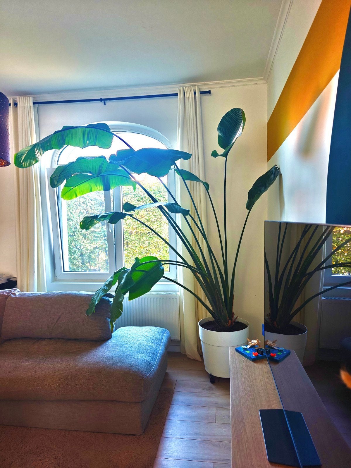 Strelitzia Nicolai (paradijsvogelplant) XXL 2m35, Tuin en Terras, Ophalen