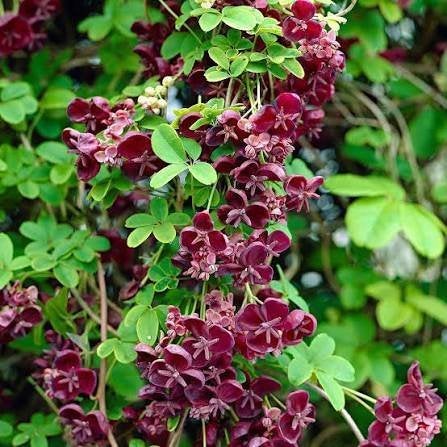 1 klimplant   AKEBIA   QUINATA   IN POT  gevulde  plant 80CM, Ophalen, Vaste plant