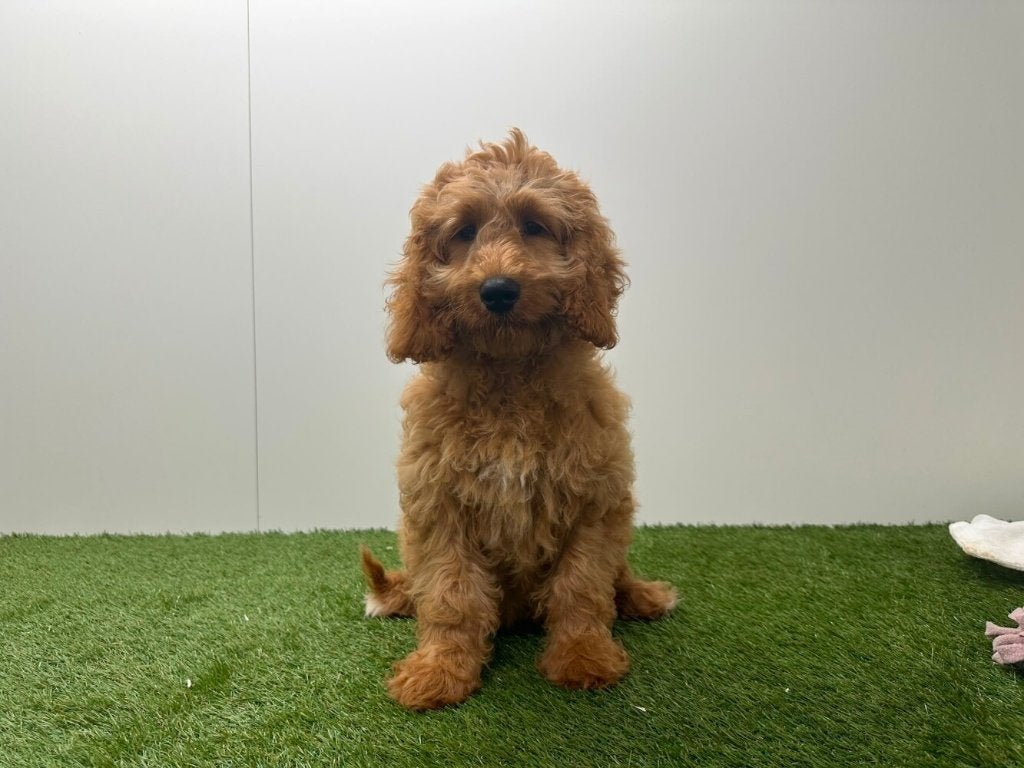 Cockapoo pup (F1)