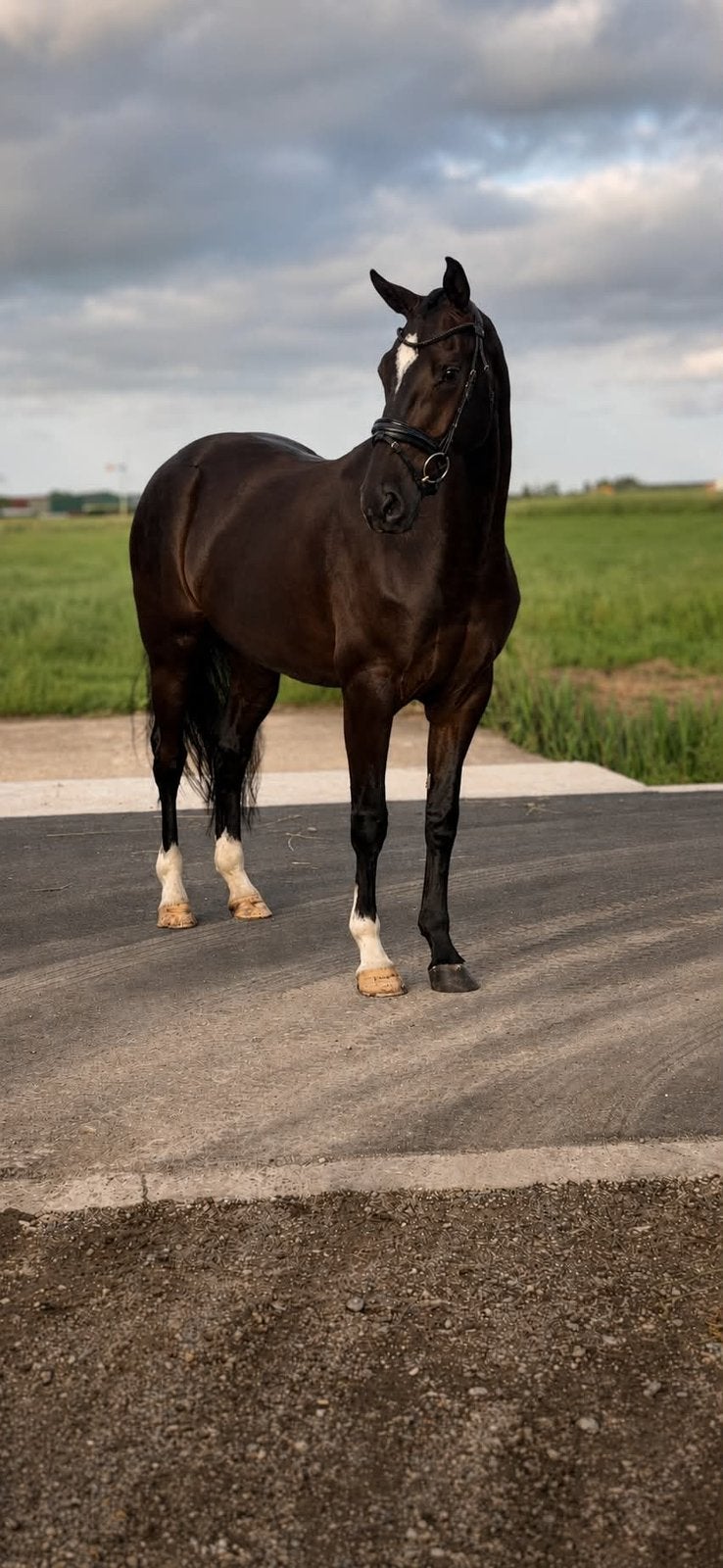 4 jarige merrie Lord Europe, Dieren en Toebehoren, Merrie, M