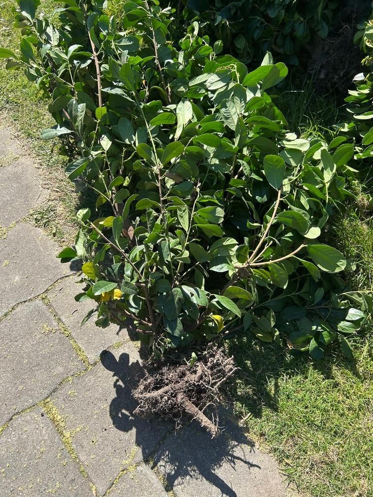 50 stuks laurierhaag (Gereserveerd ), Ophalen