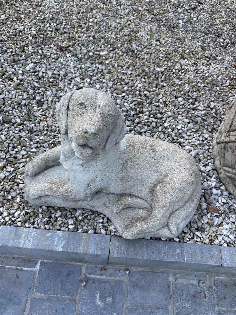 Jonge labrador, Tuin en Terras, Tuinbeelden, Ophalen of Verzenden, Zo goed als nieuw