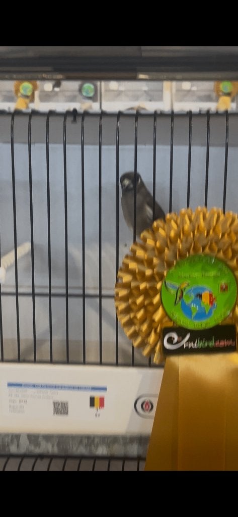 Bouvreuils du Népal, Plusieurs animaux, Oiseau tropical, Bagué