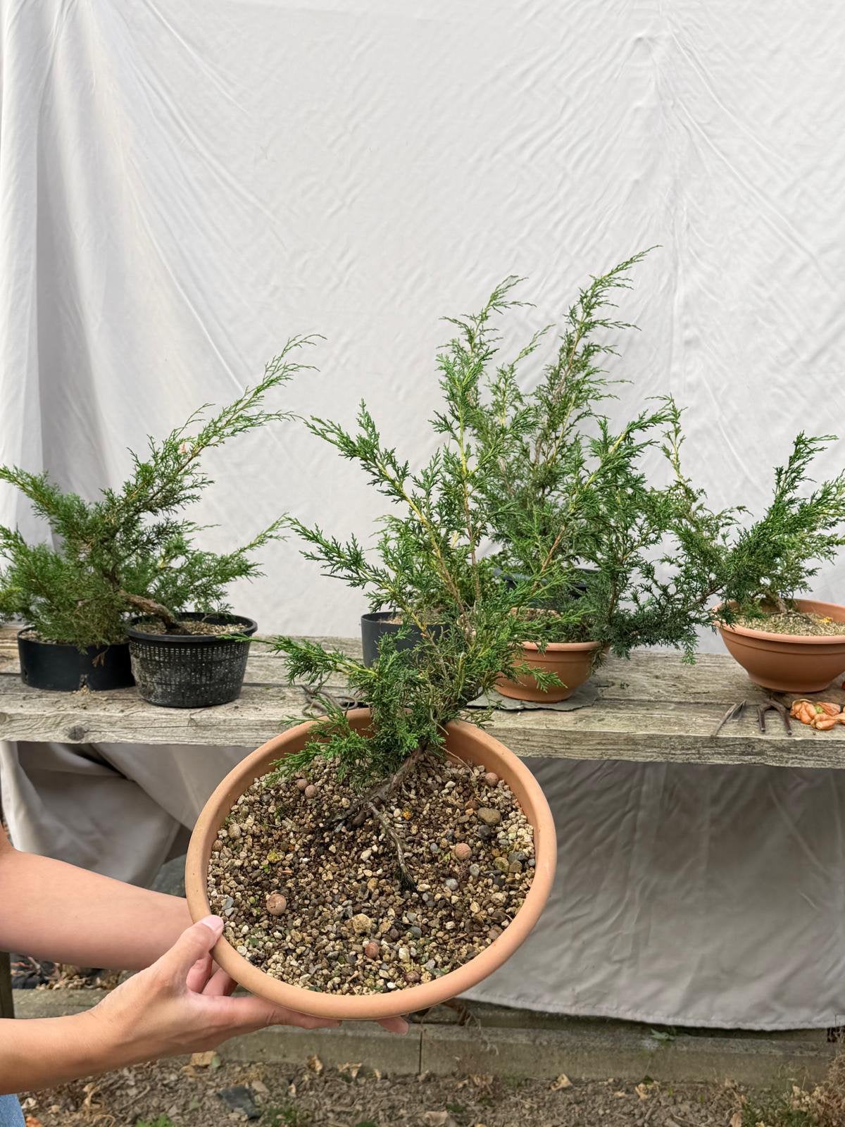Mooie Pre-bonsai – Juniper / Jeneverbes, Tuin en Terras, Planten | Bomen, Ophalen of Verzenden