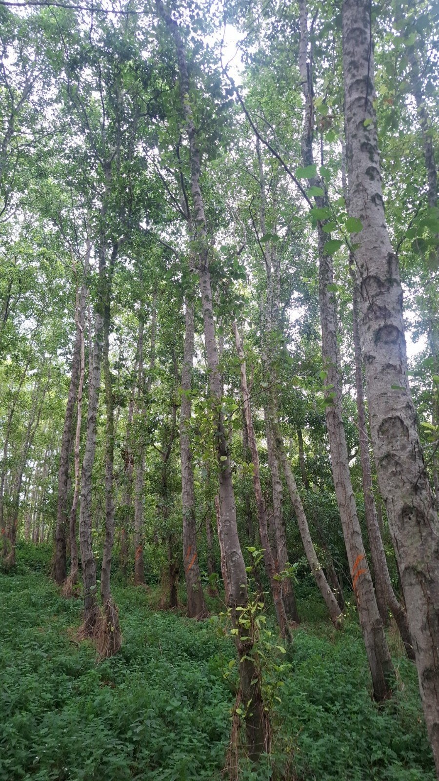mooi brandhout elzenhout, Tuin en Terras, Ophalen of Verzenden