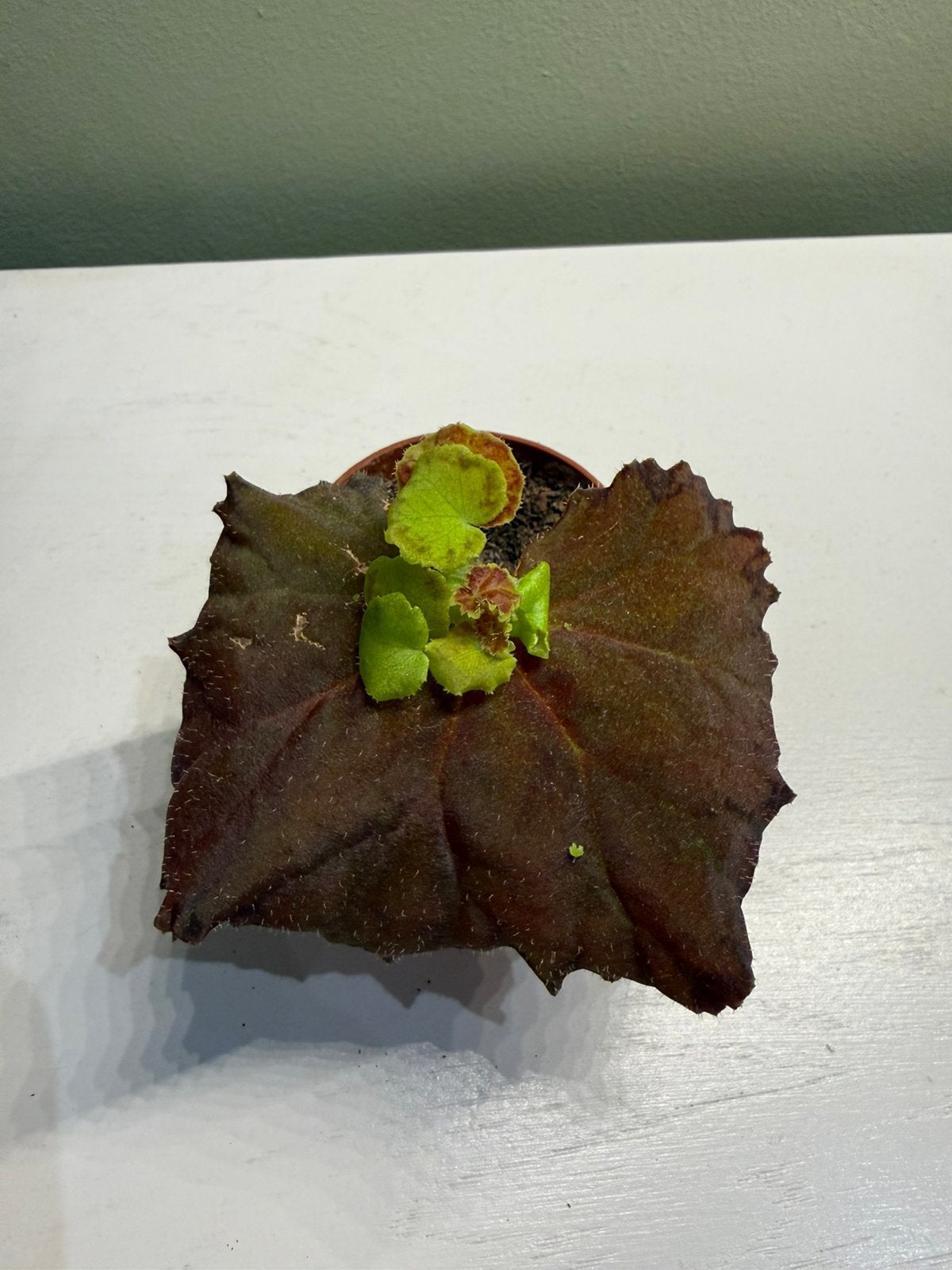 Begonia stek, Overige soorten, In pot, Minder dan 100 cm, Groene kamerplant