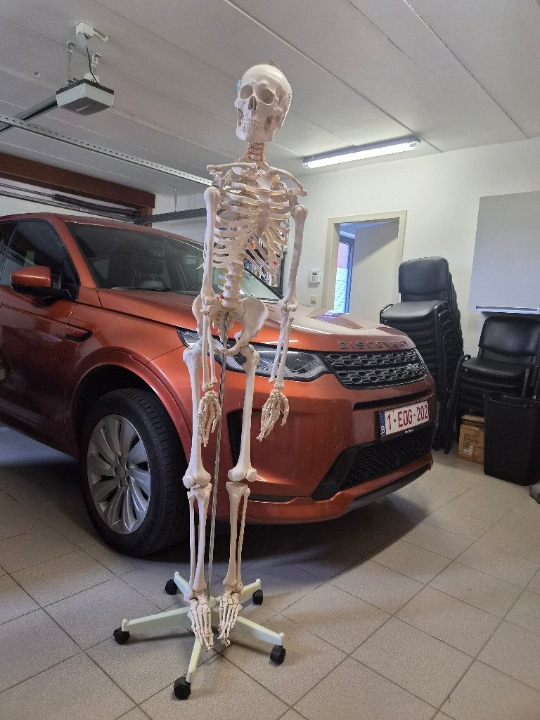 Squelette anatomie pour kinésithérapeute ou médecin, Enlèvement, Utilisé