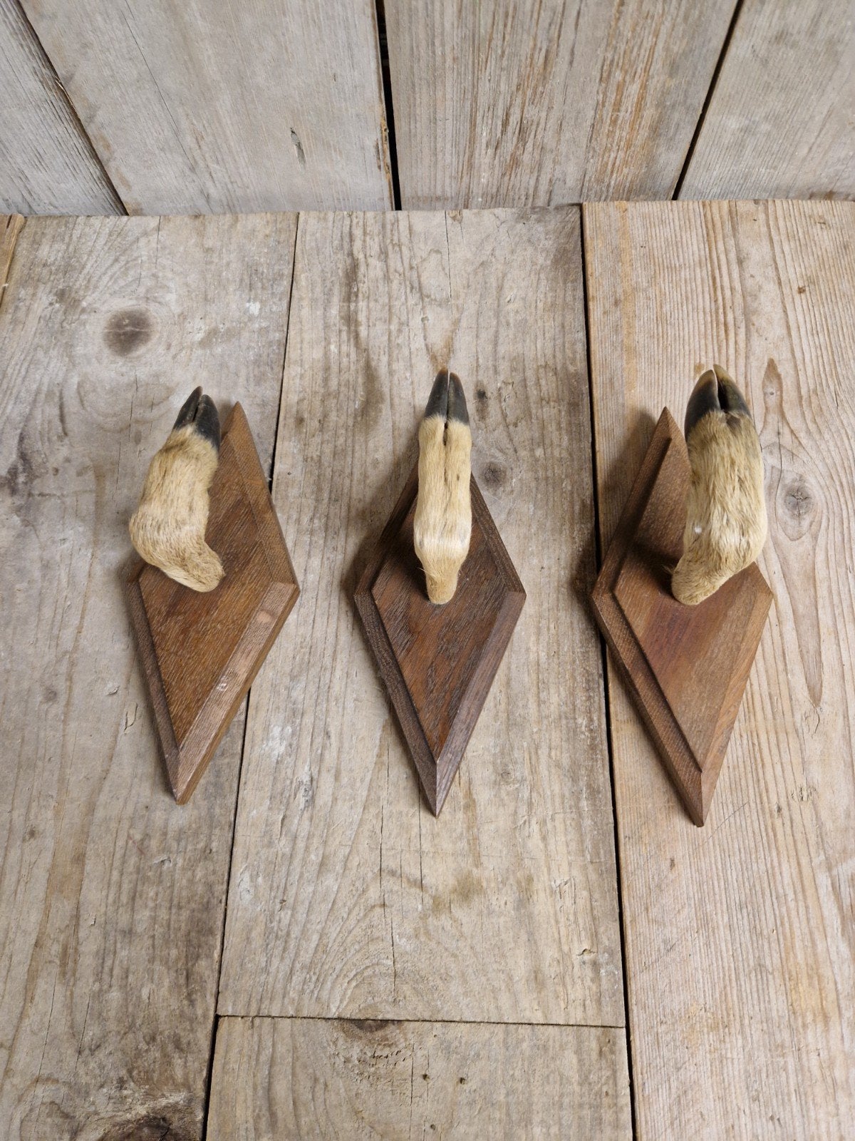 Kapstok / hangers taxidermie, Ophalen of Verzenden